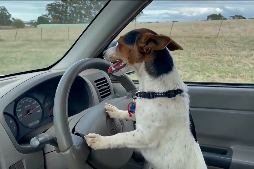 A small dog Jack russell up on her hind legs with paws on steering wheel