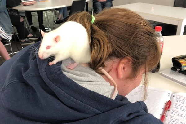 back head of a woman with a rat on her neck, white rat, looks sweet