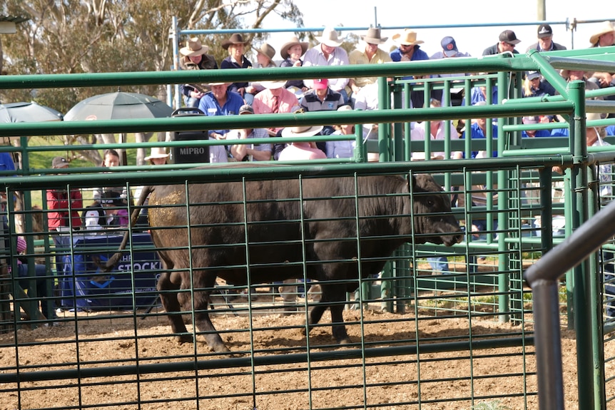 a Black angus bull in a sale yard 