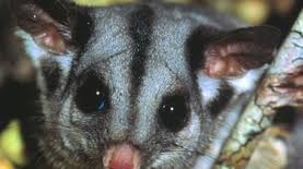 Sugar gliders have been found preying on swift parrots and their eggs