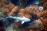 A baby bamboo shark swims over a coral reef.