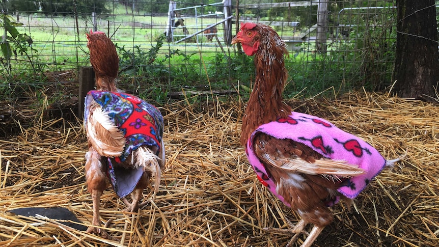 The designers are encouraged to use bright colours when making the coats.