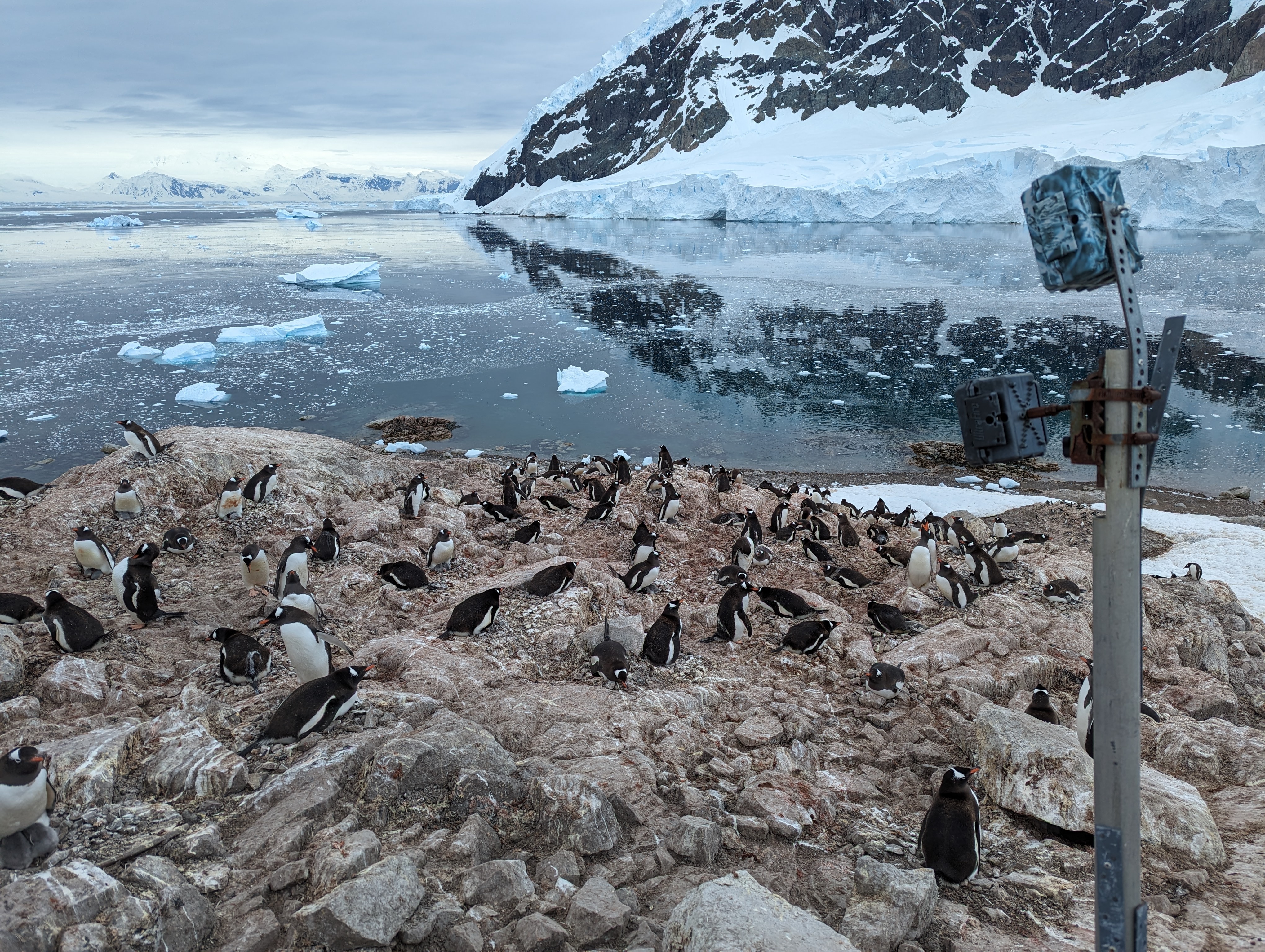 Climate change triggers 'remarkable response' from Antarctic penguins
