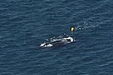 Rescue operation to free baby whale caught in shark nets