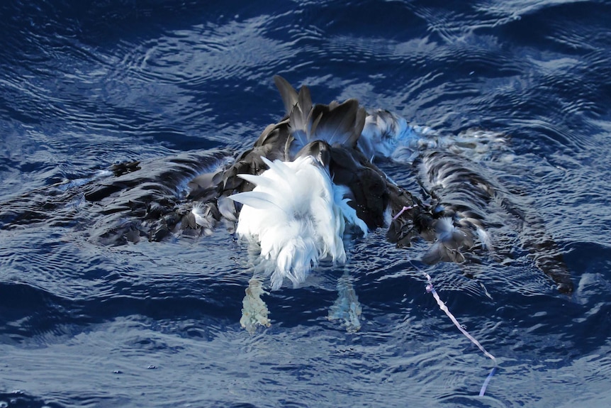 A dead bird floating in the ocean with a balloon string attached to it.