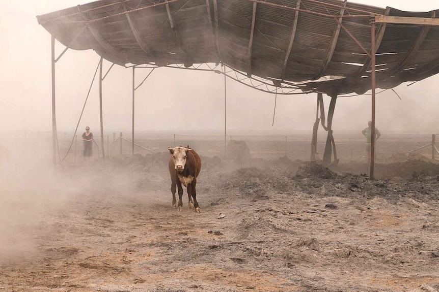 A calf stands in front of a burnt out hay shed that looks like it is about to collapse, dust, ash and smoke fill the air.