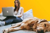 Woman working from home with dog lying on bed for story about coronavirus pandemic