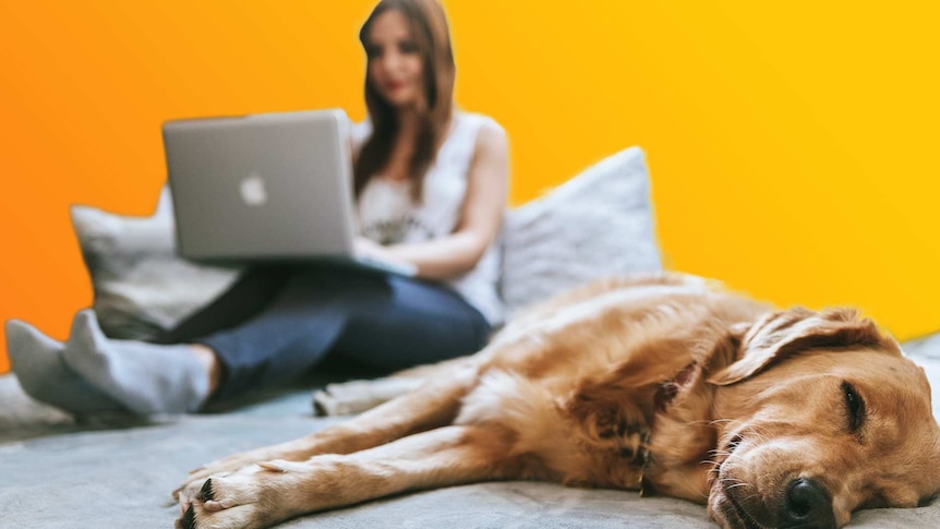 Woman working from home with dog lying on bed for story about coronavirus pandemic