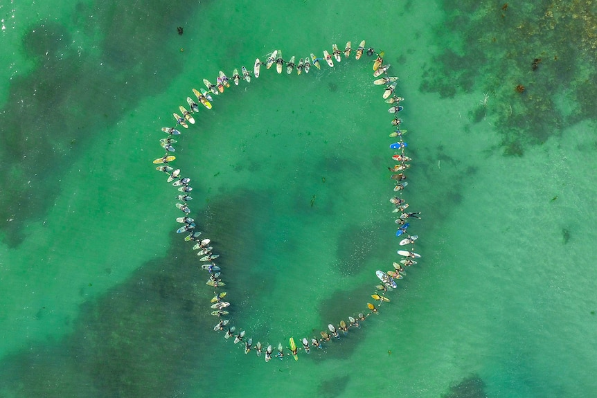 A circle of more than 100 surfboards in shallow, green sea, seen from above.