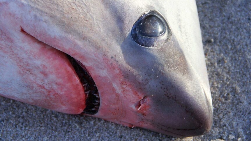 The eye of a dead thresher shark found in the US.