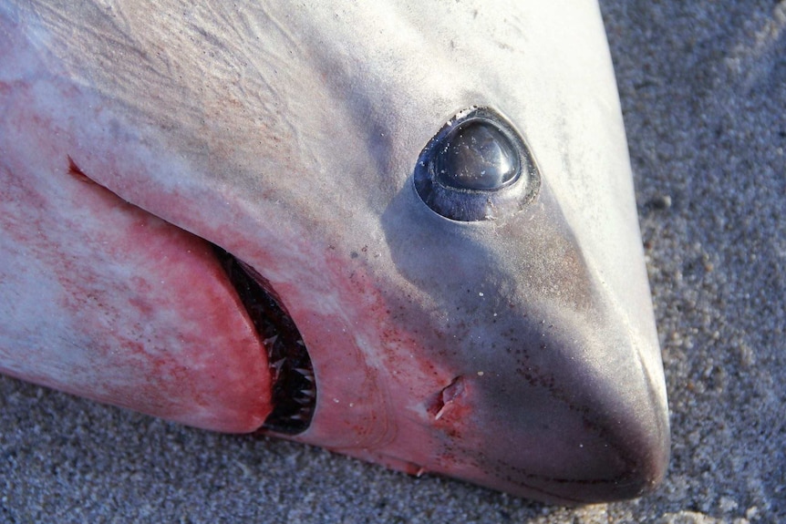 The eye of a dead thresher shark found in the US.