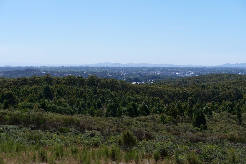 Una vista de Ballarat con árboles en primer plano.