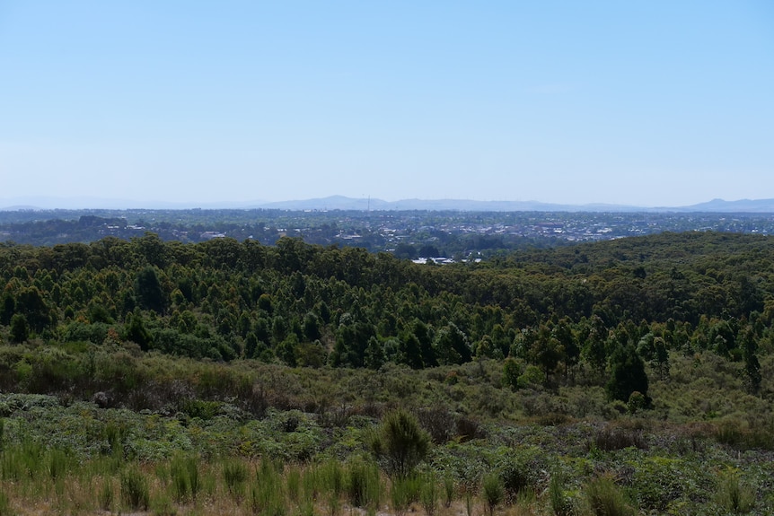 A view over Ballarat with trees in the foreground.