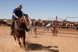 Heavy set horses are needed to haul the calves up to the bronco ramp.