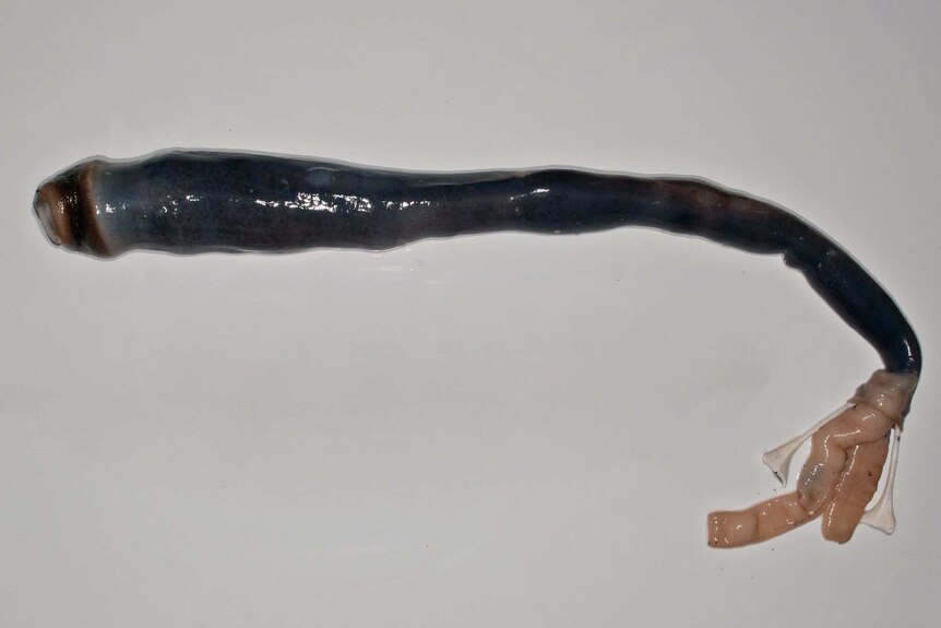 The length of the giant shipworm after removal from its shell.