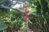 A bright pink flower, about two feet long, hangs in a leafy plantation.