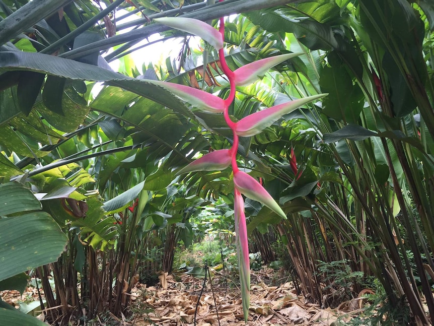 A bright pink flower, about two feet long, hangs in a leafy plantation.
