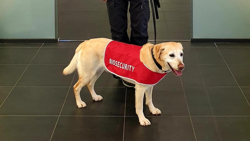 a sniffer dog with a red coat held by a handler.