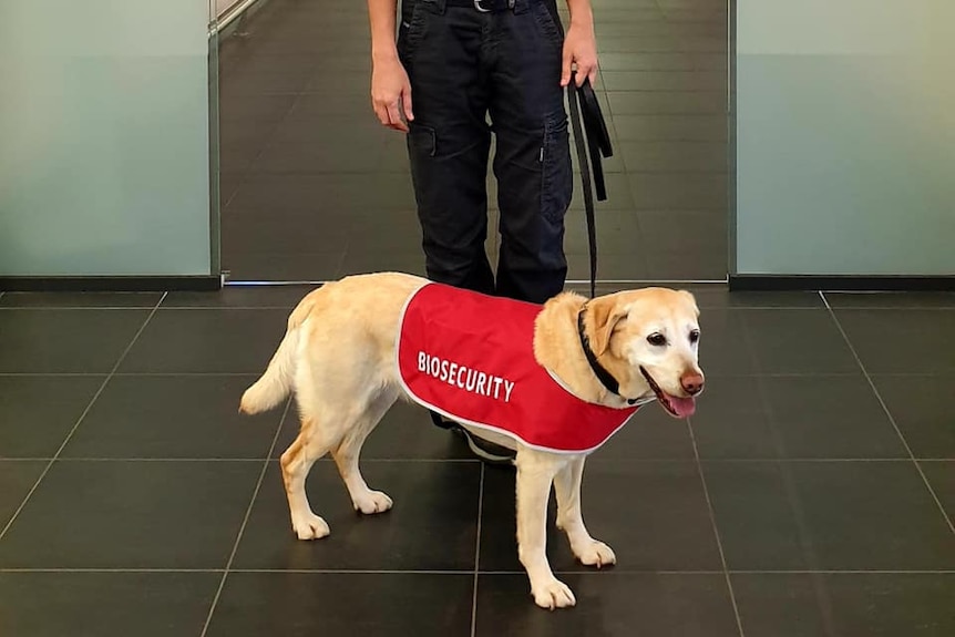 a sniffer dog with a red coat held by a handler.