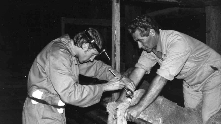 Chis Maxwell and Steven Salamon inseminate ewes at Woolaroo, NSW, in 1975.
