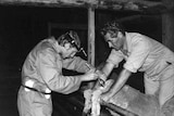 Chis Maxwell and Steven Salamon inseminate ewes at Woolaroo, NSW, in 1975.