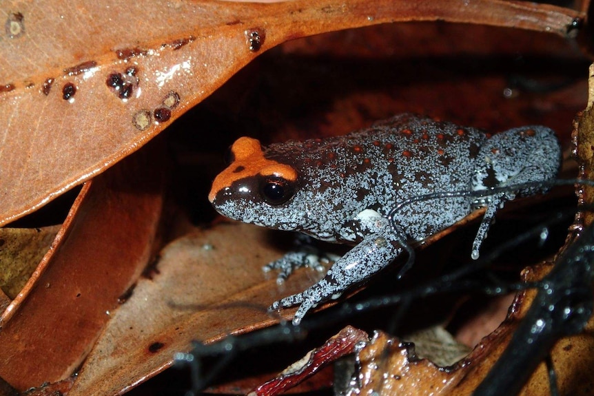 A Red-crowned Toadlet among leaves