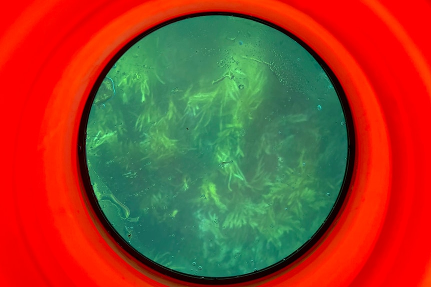 A close-up view of seaweed growing underwater, viewed through a bright red bathyscope pushed under the water.
