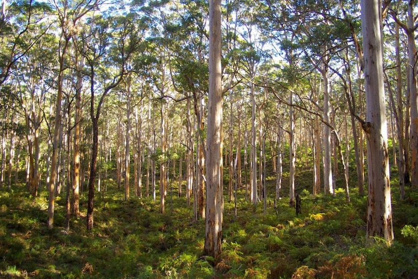 A forest of giant karri trees, looking upwards through the trunks to the canopy