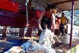 A man shearing a sheep on a stage