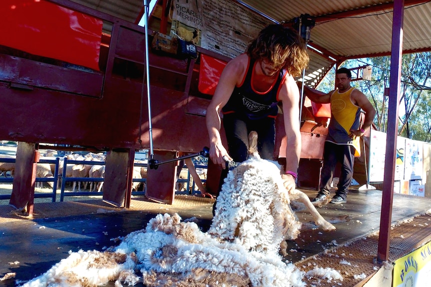 A man shearing a sheep on a stage