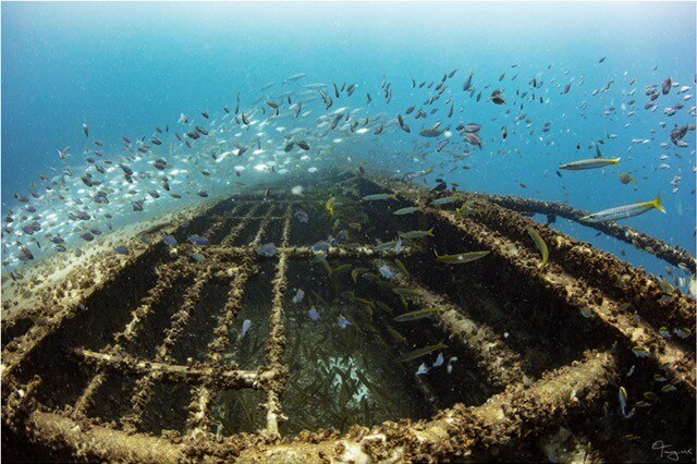 An underwater shot of a shipwreck covered in marine growth with a school of fish swimming above it.