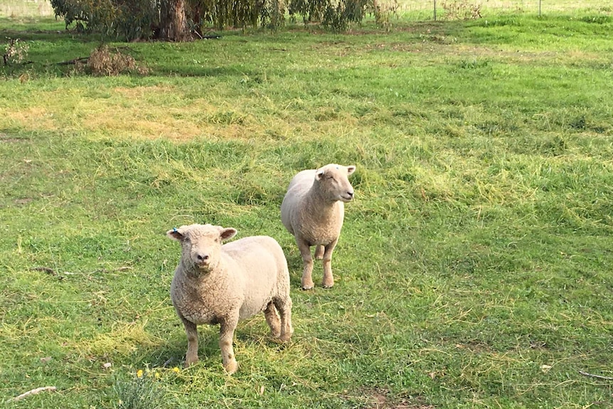 Babydoll Southdown short sheep