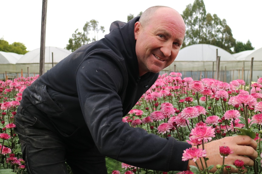 A man leans over a row of pink flowers