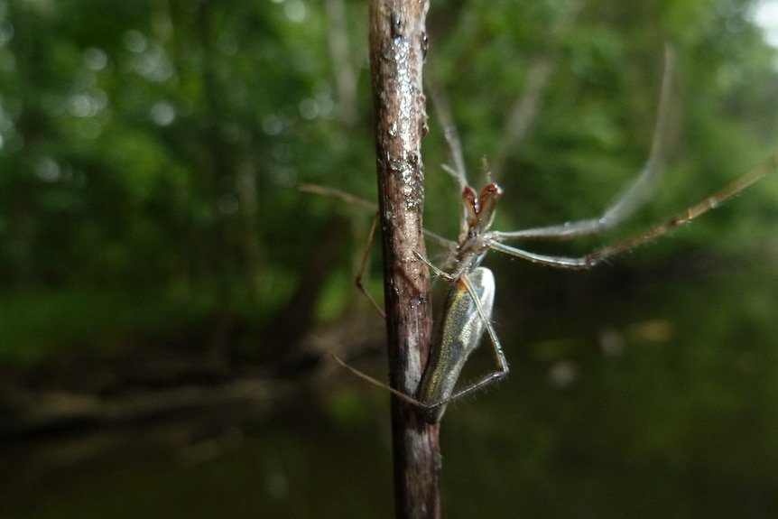 A river-dwelling spider perches on a twig. Water droplets are visible on both the spider and the stick.