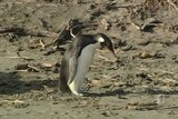 Penguin taken to zoo for treatment