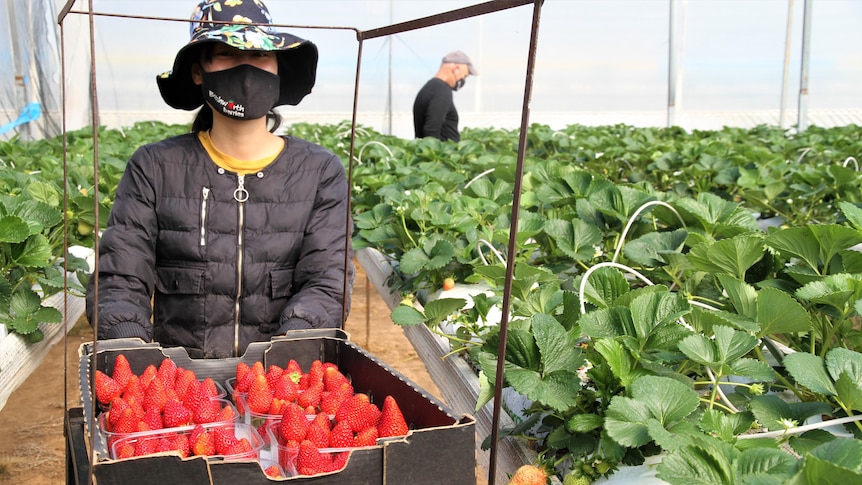 A woman wearing a mask is picking strawberries 