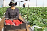 A woman wearing a mask is picking strawberries 