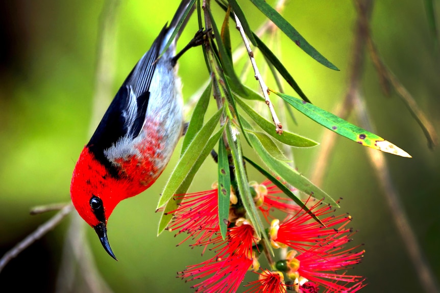 Scarlet honeyeater