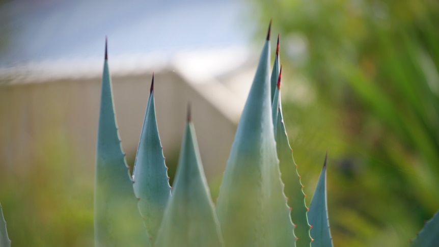 An image of a large succulent plant that has big spikes.