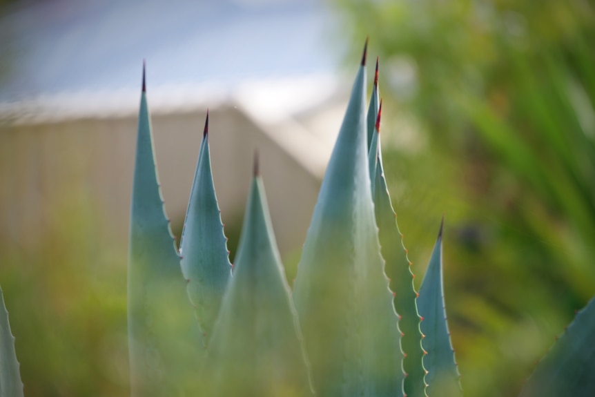 An image of a large succulent plant that has big spikes.