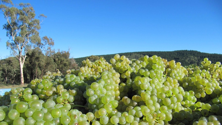 A container overflows with winegrapes