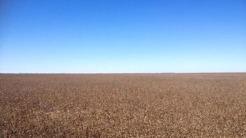 The bed of Lake Menindee is bone dry, with remaining water stored in nearby Copi Hollow.