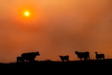 Cattle silhouetted against a smoky sky in Queensland.