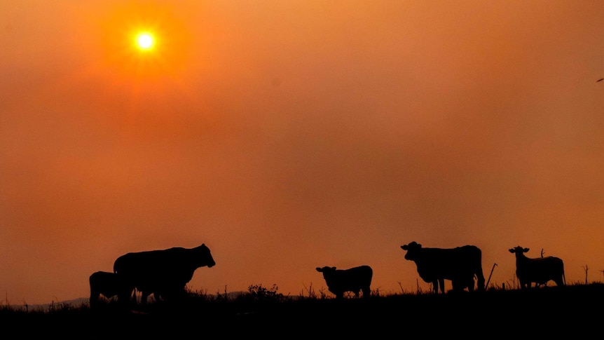 Cattle silhouetted against a smoky sky in Queensland.
