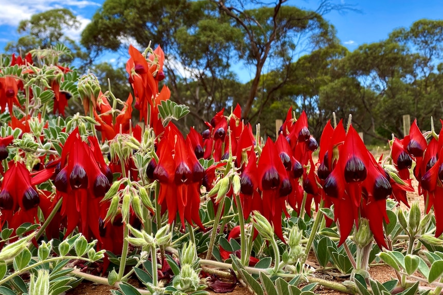 a bed of bright red sturt's desert pea flowers with green stems and leaves on a sandy ground