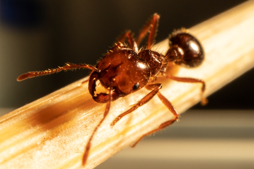 Close up of a red headed ant.
