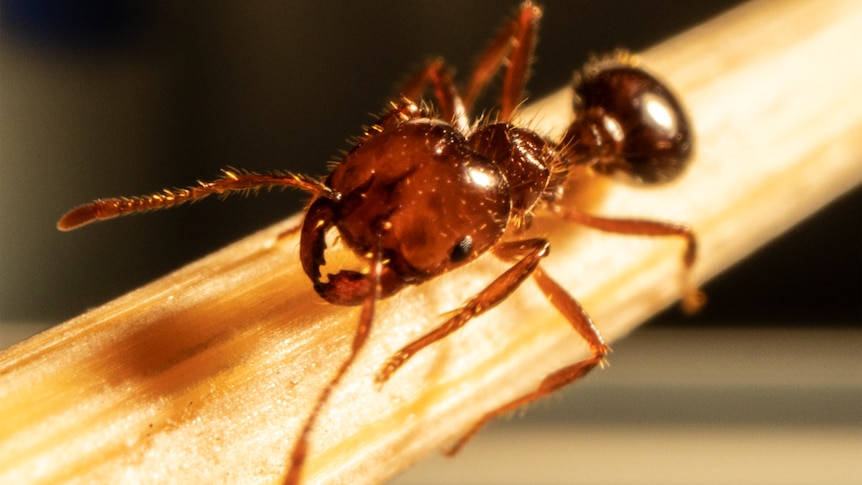 Close up of a red headed ant.