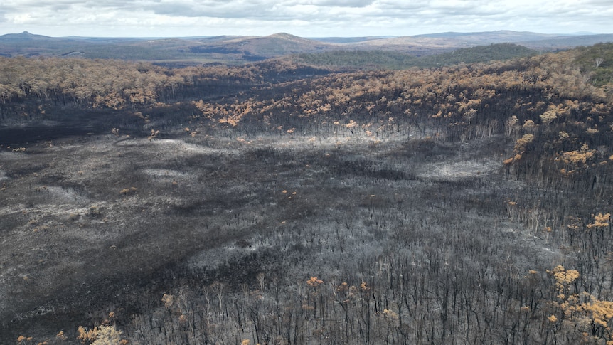 A large area of burnt trees.