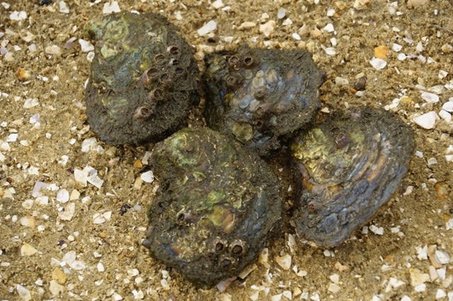 Angasi oysters