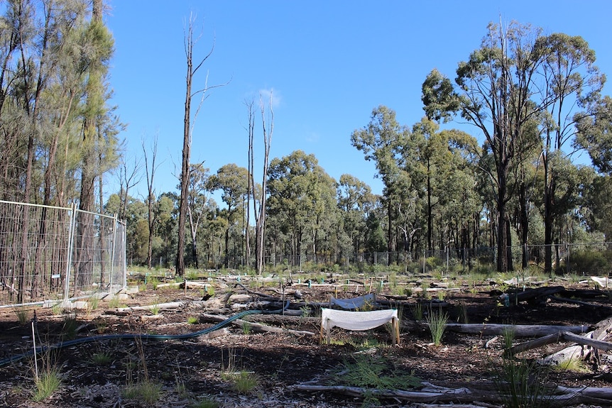 The site of an old spill in the Pilliga Forest has been fenced off and replanted with native vegetation by Santos.